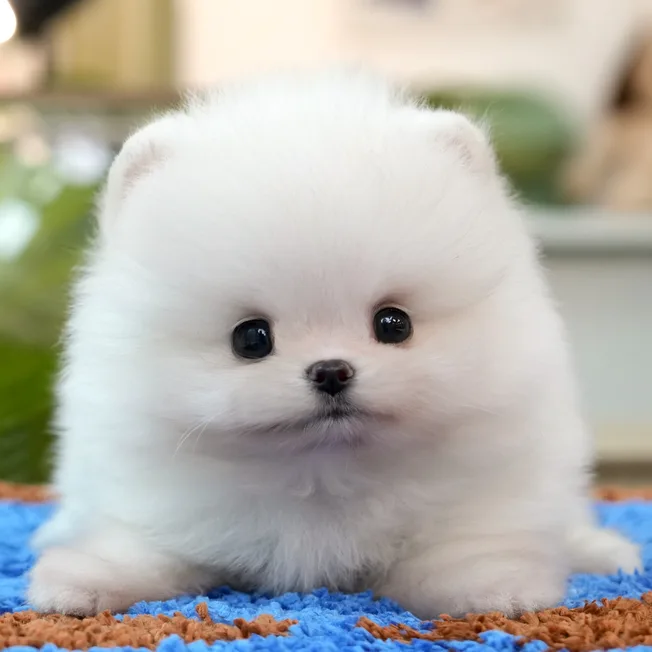 포메라니안 남아