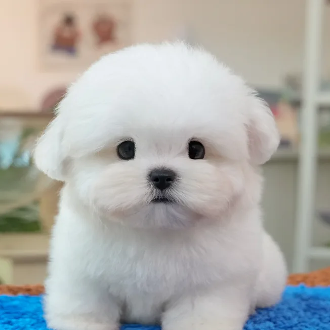 꼬숑 남아